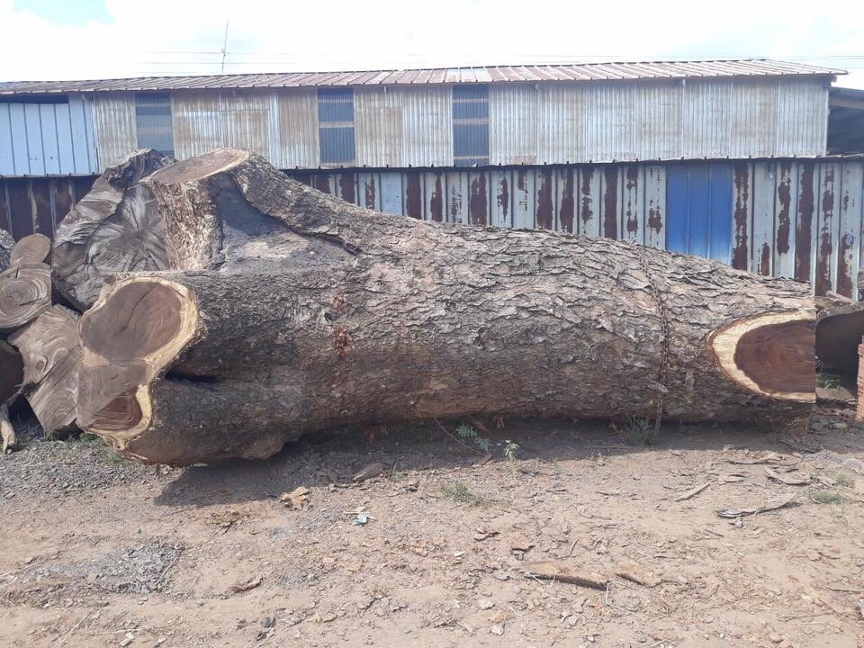 cây gỗ me tây có đường kính thân cây lên tới 3m. gốc to vân siêu đẹp